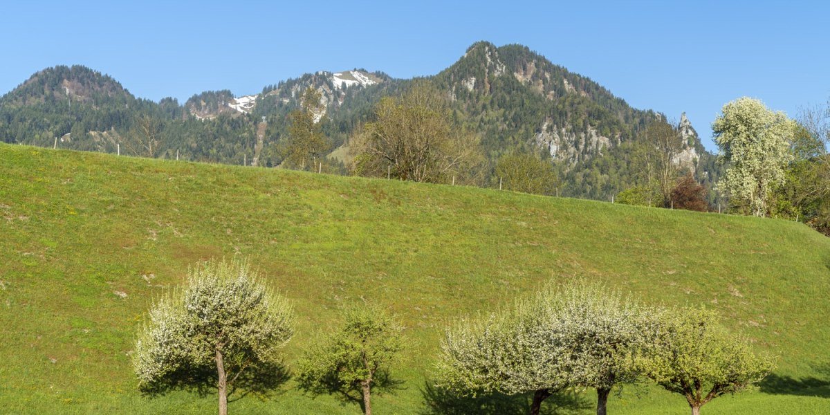 Wiese am Lenggrieser Höhenweg, © Tourismus Lenggries Wiese am Lenggrieser Höhenweg, © Tourismus Lenggries