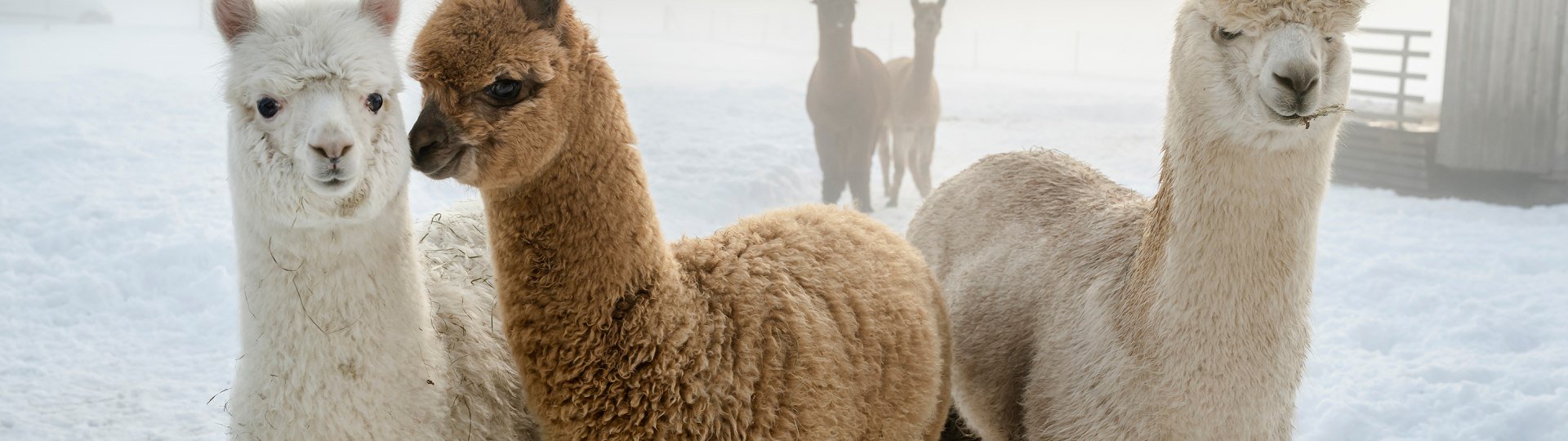 Hussnhof Alpakas, © Hussnhof, Günter Standl - www.guenterstandl.de Hussnhof Alpakas, © Hussnhof, Günter Standl - www.guenterstandl.de