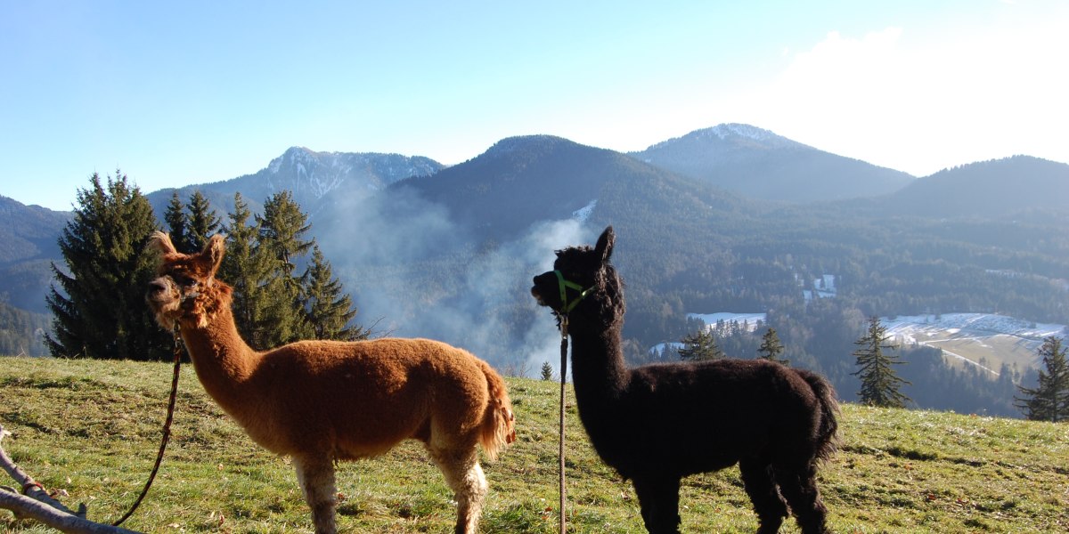 Alpaka-Lama-Team Tölzer Land, © Alpaka-Lama-Team, Nadine Schmitt Alpaka-Lama-Team Tölzer Land, © Alpaka-Lama-Team, Nadine Schmitt