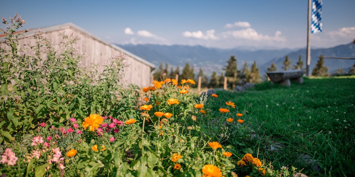 Bergkräutergarten am Blomberg, © Archiv Tölzer Land Tourismus|Fotograf: Leonie Lorenz Bergkräutergarten am Blomberg, © Archiv Tölzer Land Tourismus|Fotograf: Leonie Lorenz
