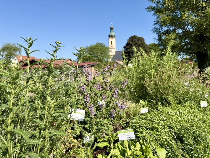 Mit Infotafeln versehene Kräuter wachsen in Hochbeeten mit Blick auf die Pfarrkirche Lenggries, © Tourismus Lenggries Mit Infotafeln versehene Kräuter wachsen in Hochbeeten mit Blick auf die Pfarrkirche Lenggries, © Tourismus Lenggries