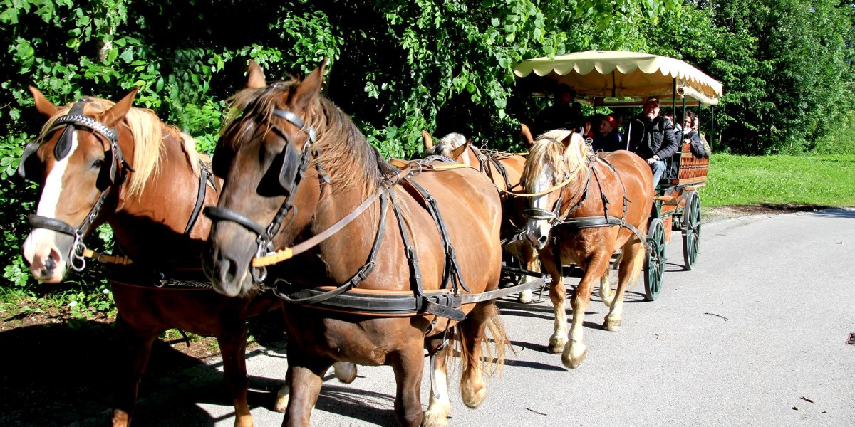 Pferdekutsche im Sommer Pferdekutsche im Sommer