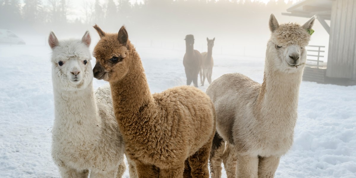 Hussnhof Alpakas, © Hussnhof, Günter Standl – www.guenterstandl.de Hussnhof Alpakas, © Hussnhof, Günter Standl – www.guenterstandl.de