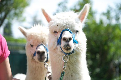 benediktenhof_alpakas15, © Benediktenhof benediktenhof_alpakas15, © Benediktenhof