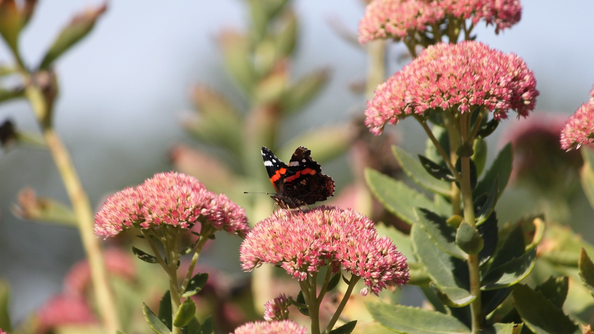 Ein Schmetterling genießt die Sonnenstrahlen auf der Fetten Henne, © Tölzer Land Tourismus|Kirschenhofer Ein Schmetterling genießt die Sonnenstrahlen auf der Fetten Henne, © Tölzer Land Tourismus|Kirschenhofer