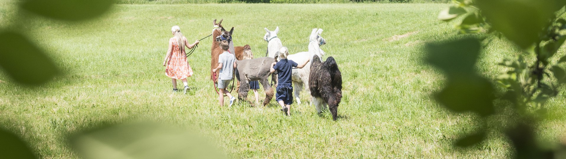 Highres_Erlenwald Lamas_Dietmar Denger-19(c) Tölzer Land Tourismus_Dietmar Denger, © Tölzer Land Tourismus, Dietmar Denger Highres_Erlenwald Lamas_Dietmar Denger-19(c) Tölzer Land Tourismus_Dietmar Denger, © Tölzer Land Tourismus, Dietmar Denger