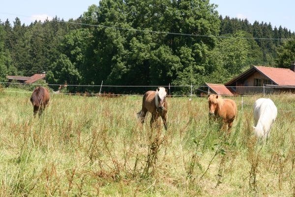 Bad Heilbrunner Islandpferde, © Unbekannt Bad Heilbrunner Islandpferde, © Unbekannt