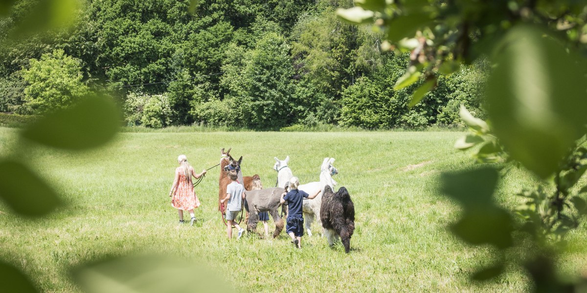 Highres_Erlenwald Lamas_Dietmar Denger-19(c) Tölzer Land Tourismus_Dietmar Denger, © Tölzer Land Tourismus, Dietmar Denger Highres_Erlenwald Lamas_Dietmar Denger-19(c) Tölzer Land Tourismus_Dietmar Denger, © Tölzer Land Tourismus, Dietmar Denger