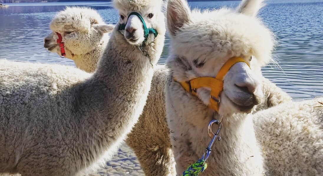 DreimitLogo, © Alpaka-Crew, KlosterGut Schlehdorf DreimitLogo, © Alpaka-Crew, KlosterGut Schlehdorf