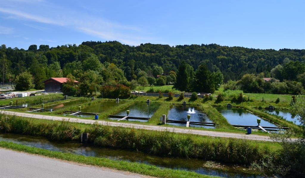 Blick auf unsere Teiche Blick auf unsere Teiche