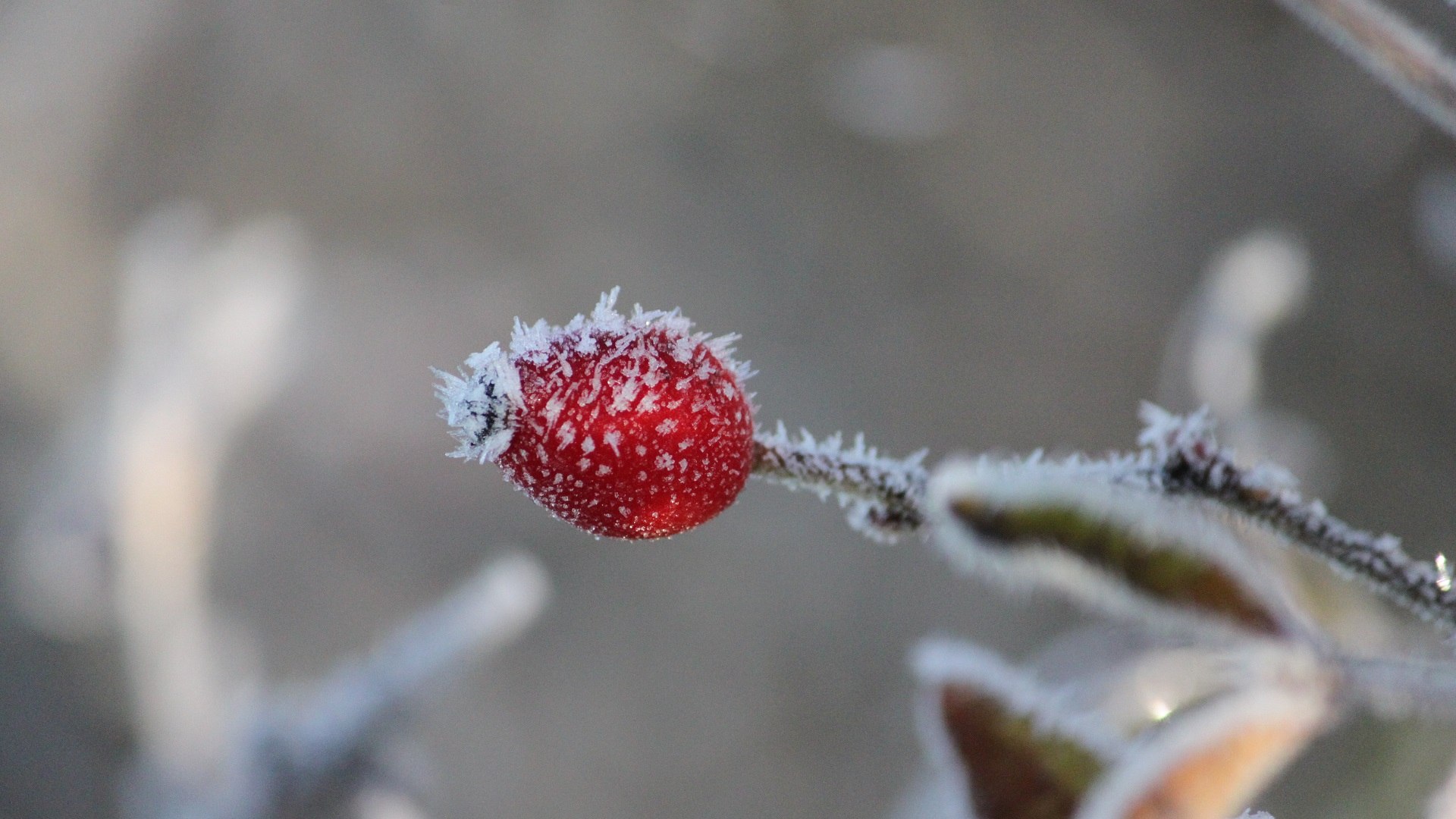 Leuchtend rote Hagebutte mit winzigen Eiiskristallen vom Rauhreif, © Archiv Tölzer Land Tourismus|J. Kirschenhofer Leuchtend rote Hagebutte mit winzigen Eiiskristallen vom Rauhreif, © Archiv Tölzer Land Tourismus|J. Kirschenhofer