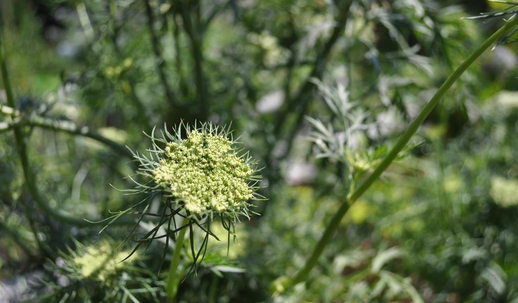 DSC_3123 DSC_3123