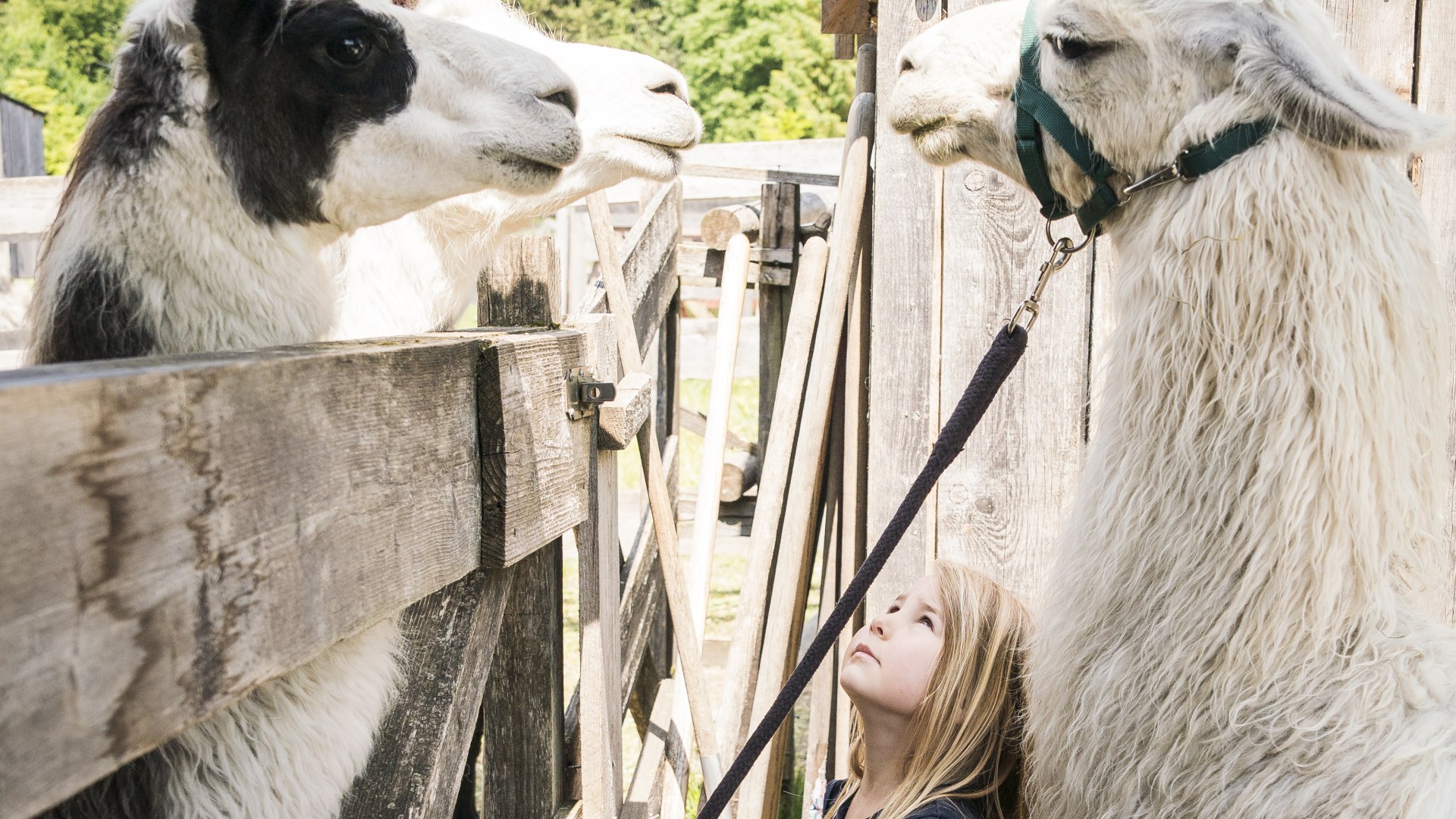 Lama-Alpakawanderungen , © Tölzer Land Tourismus, Dietmar Denger Lama-Alpakawanderungen , © Tölzer Land Tourismus, Dietmar Denger