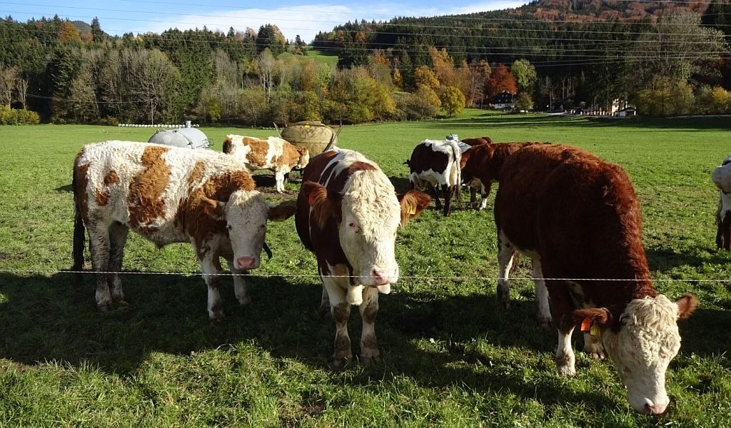 zwischen Bichl und Benediktbeuern, © Tölzer Land Tourismus zwischen Bichl und Benediktbeuern, © Tölzer Land Tourismus
