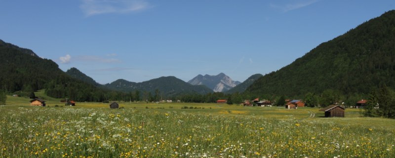 Bühende Wiesen in der Jachenau mit Blick auf den Herzogstand, © Ortererhof Jachenau Bühende Wiesen in der Jachenau mit Blick auf den Herzogstand, © Ortererhof Jachenau