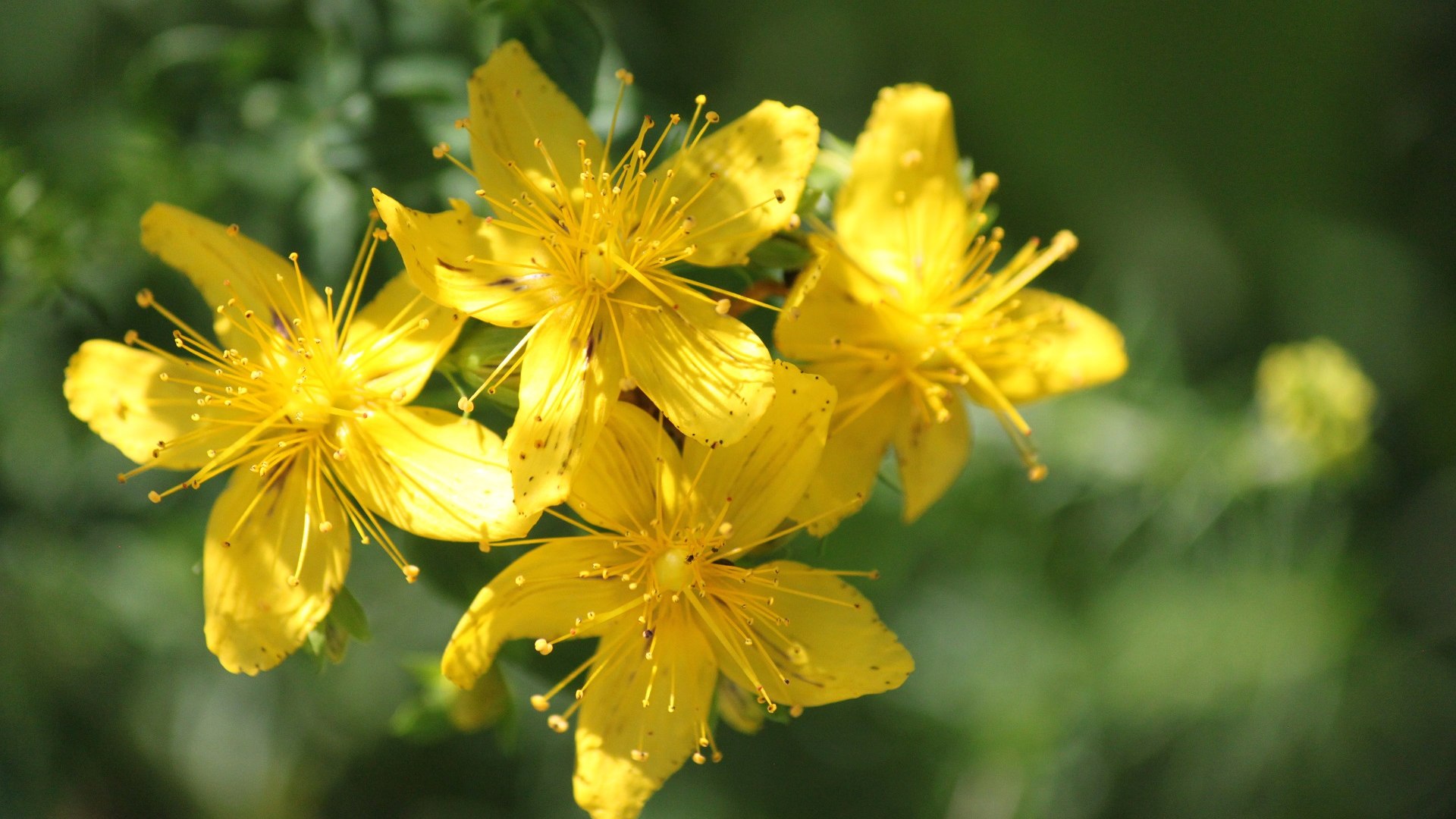 Heilendes Johanniskraut, © Archiv Tölzer Land Tourismus Heilendes Johanniskraut, © Archiv Tölzer Land Tourismus