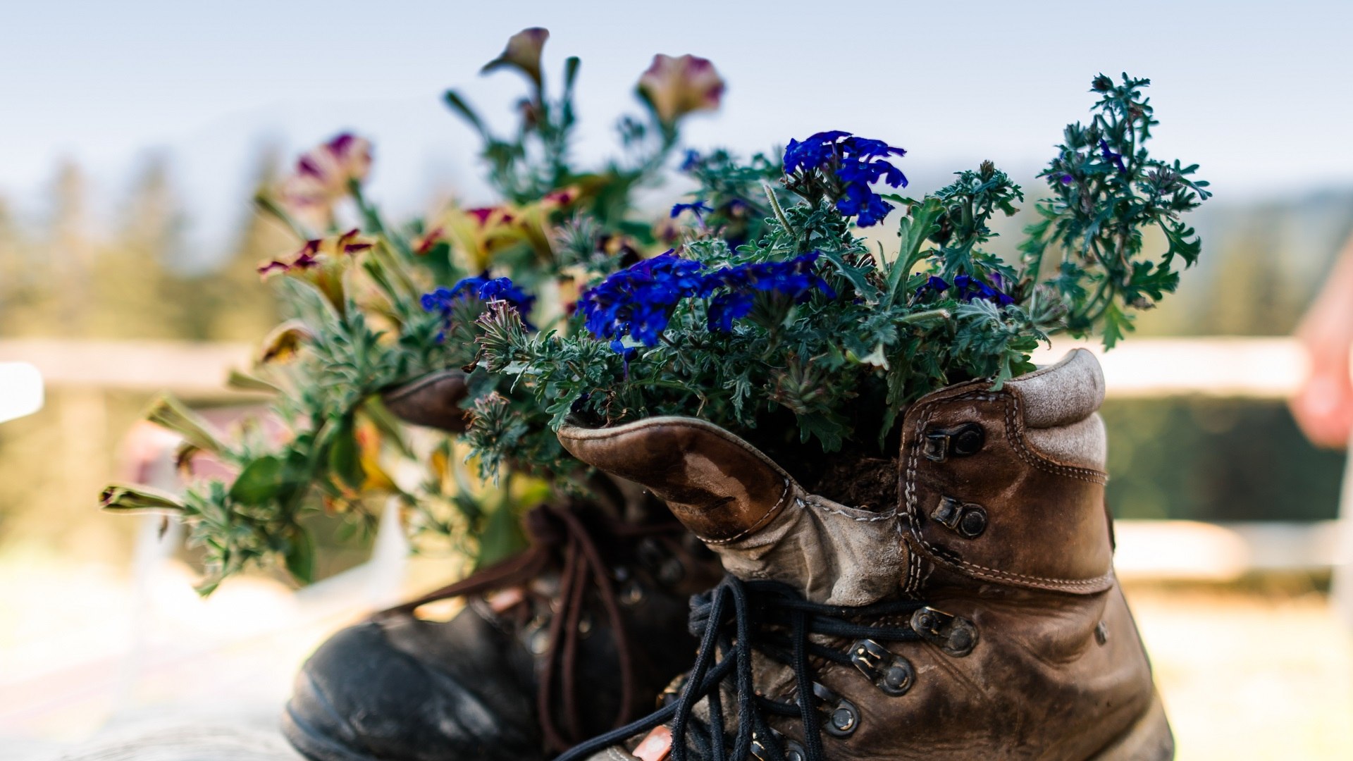 Die Wanderstiefl mal anders - liebevoll mit Enzian bepflanzte Bergschuhe, © Tölzer Land Tourismus|Leonie Lorenz Die Wanderstiefl mal anders - liebevoll mit Enzian bepflanzte Bergschuhe, © Tölzer Land Tourismus|Leonie Lorenz