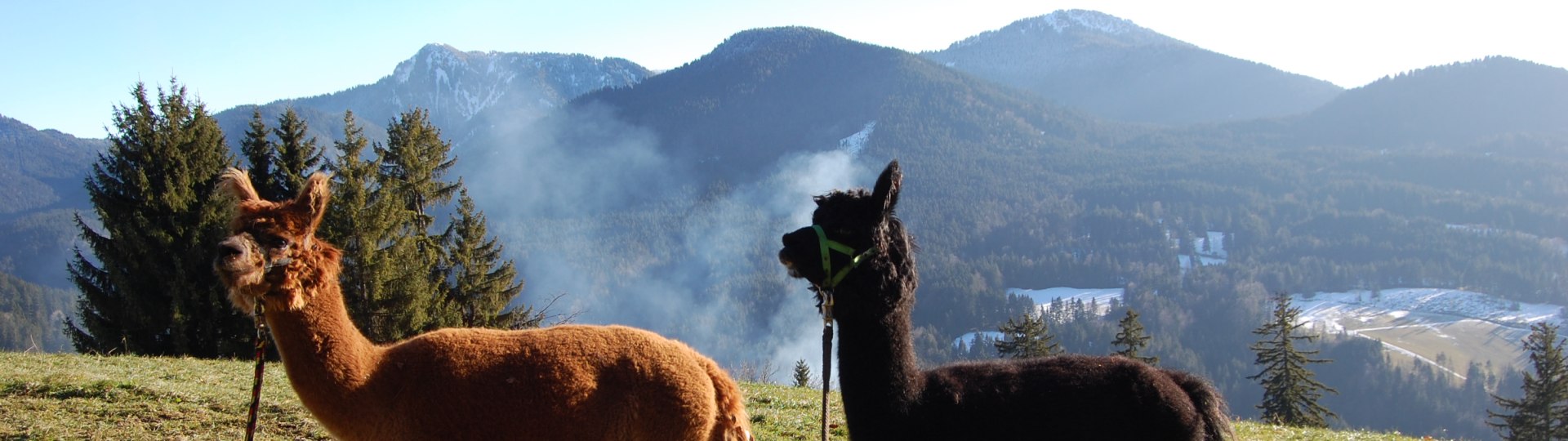 Alpaka-Lama-Team Tölzer Land, © Alpaka-Lama-Team, Nadine Schmitt Alpaka-Lama-Team Tölzer Land, © Alpaka-Lama-Team, Nadine Schmitt