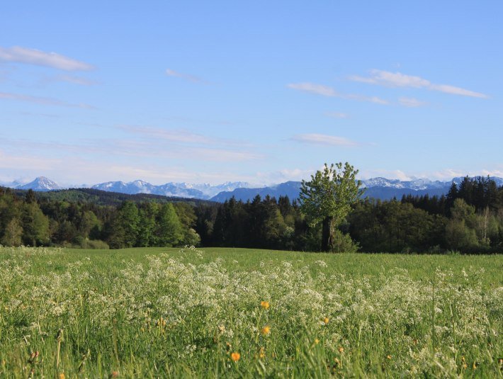 Frühsommer-Wiese, © J. Kirschenhofer