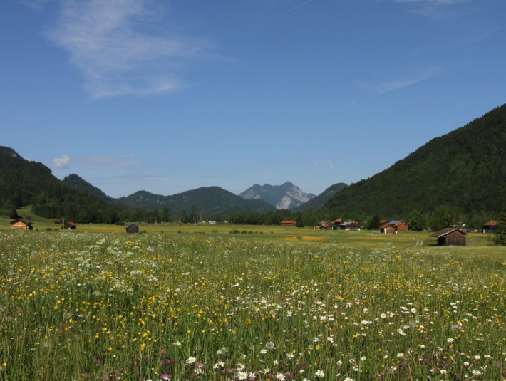 B&uuml;hende Wiesen in der Jachenau mit Blick auf den Herzogstand, &copy; Ortererhof Jachenau