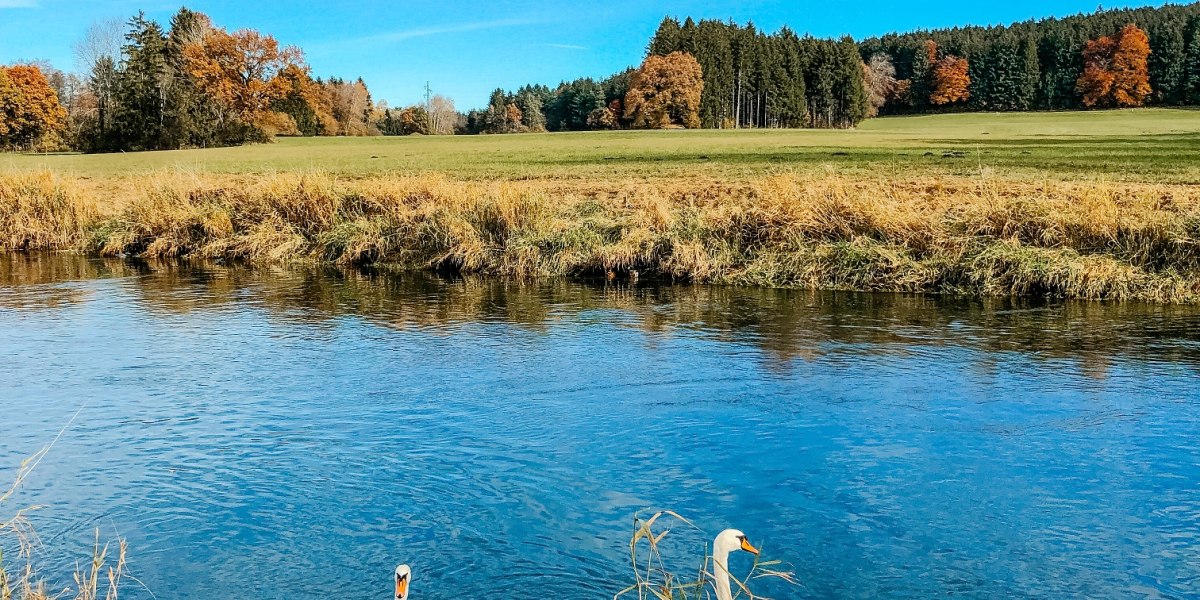 Schwäne im Loisach-Isar Kanal, © Fakultät für Tourismus - Hochschule München - Digitales Marketing & Management