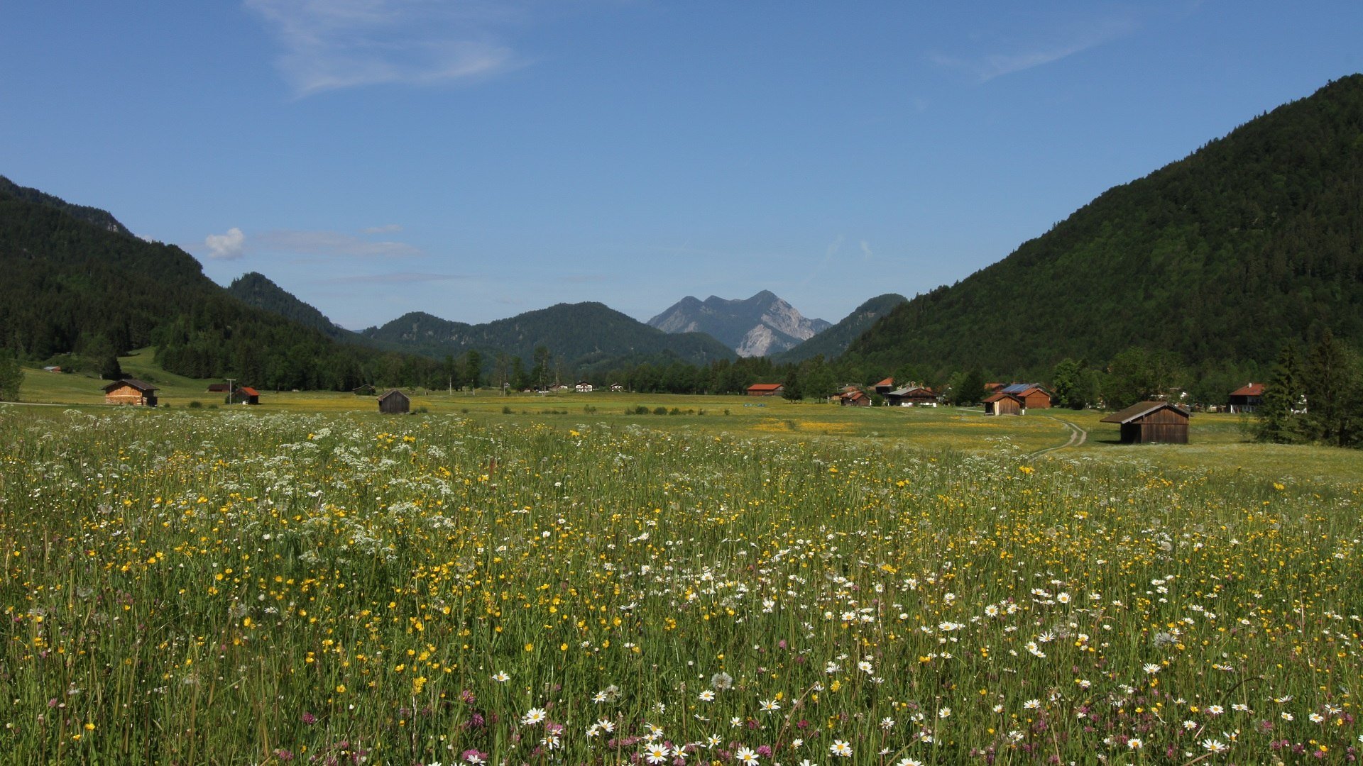 Ein Wildkr&auml;uter- und Wildblumenmeer  in der Jachenau, &copy; Archiv T&ouml;lzer Land Tourismus|Foto: Schwaiger