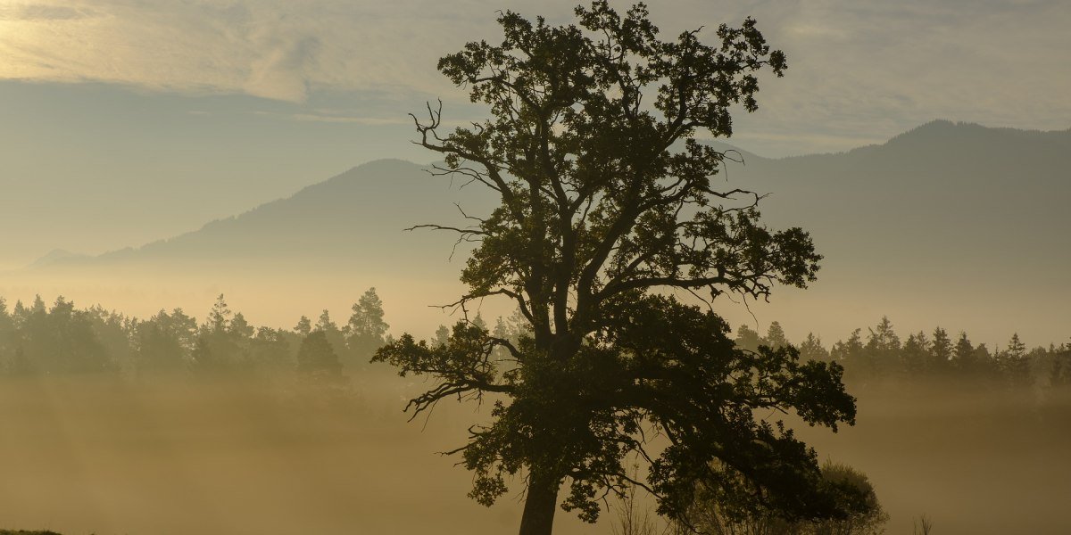 Eine gro&szlig;e Eiche steht wie ein Scherenschnitt im morgendlichen Nebel in einer Wiese. Im Hintergrund Wald und sanfte Berge, warmes Morgenlicht., &copy; Lisa Bahnm&uuml;ller