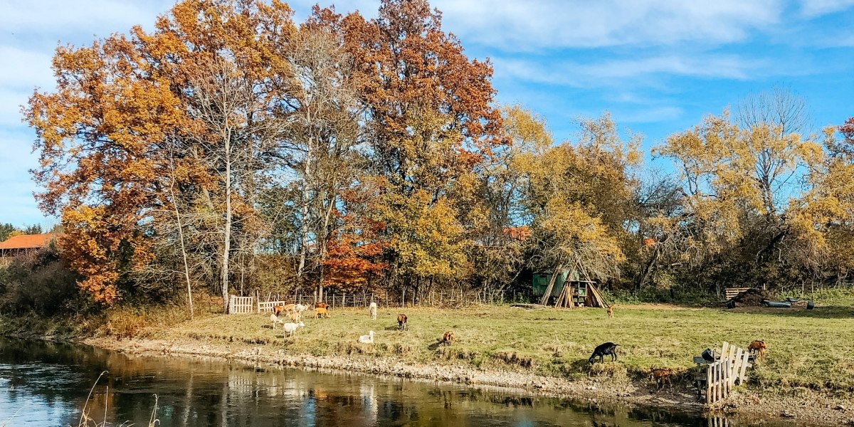 Ziegen am Kanal bei Gelting, © Fakultät für Tourismus - Hochschule München - Digitales Marketing & Management