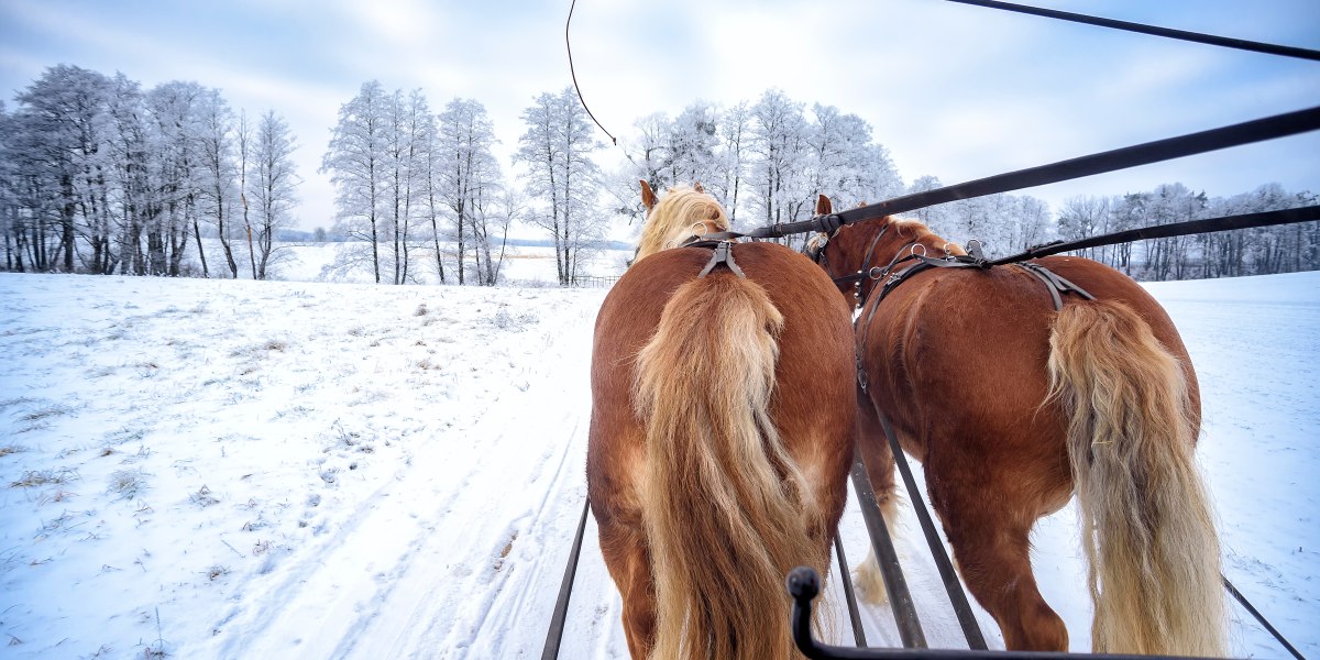 Kutschfahrt shutterstock_1490626472, &copy; Cameris