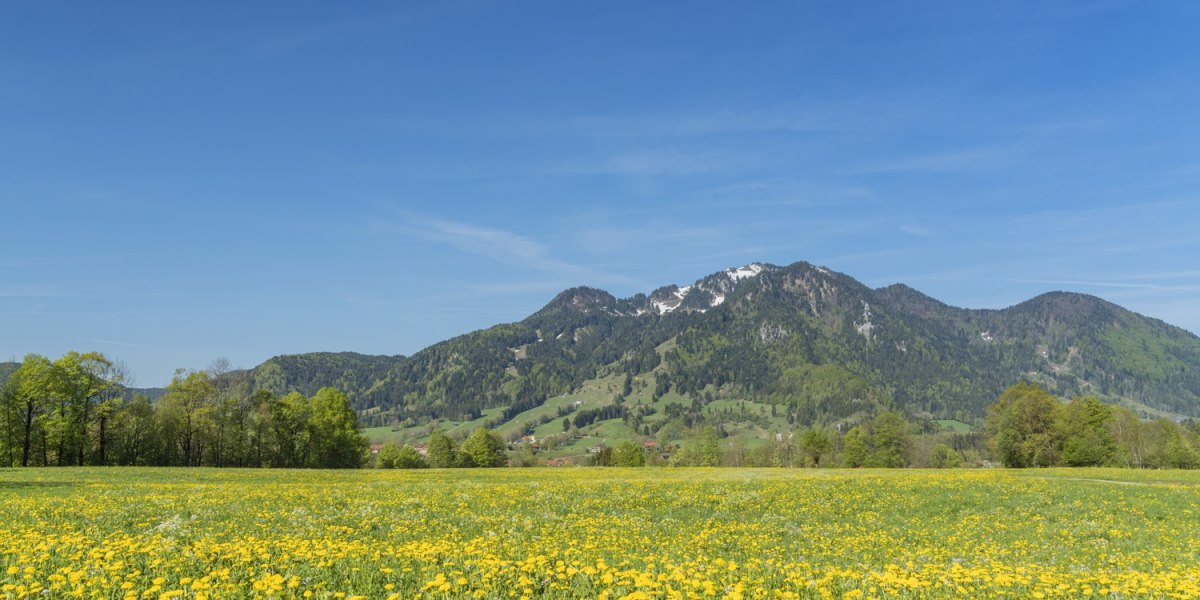 blühende Wiese in Lenggries, © Christian Bäck