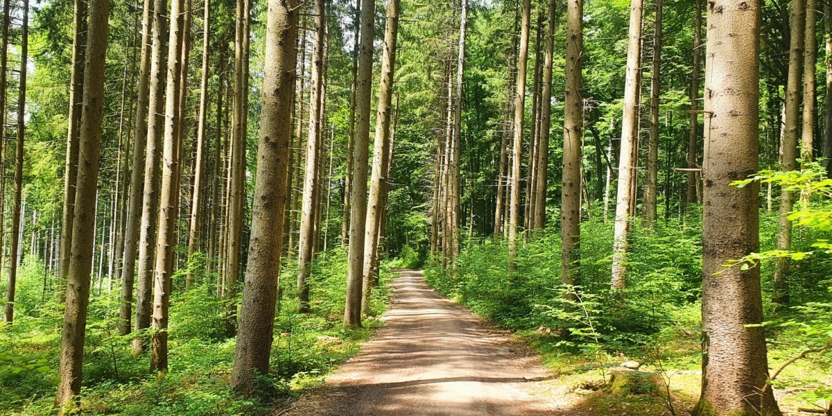 Waldweg, &copy; Fakult&auml;t f&uuml;r Tourismus - Hochschule M&uuml;nchen - Digitales Marketing & Management