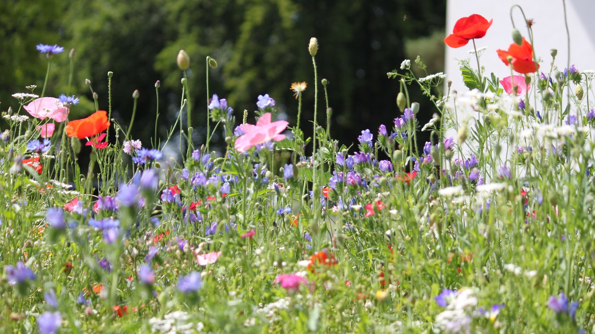 Bunte Blumenwiese, &copy; T&ouml;lzer Land Tourismus, Kirschenhofer