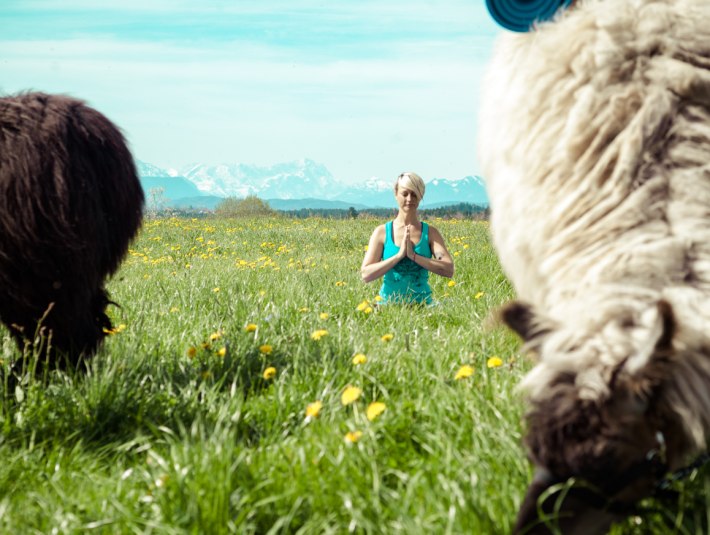 Lama-Yoga im Tölzer Land, © Michaela Griesmann / Foto Max Garhammer