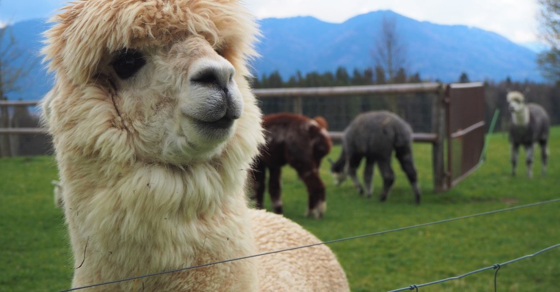 T&ouml;lzer Land Alpakas, &copy; Fakult&auml;t f&uuml;r Tourismus - Hochschule M&uuml;nchen - Digitales Marketing & Management