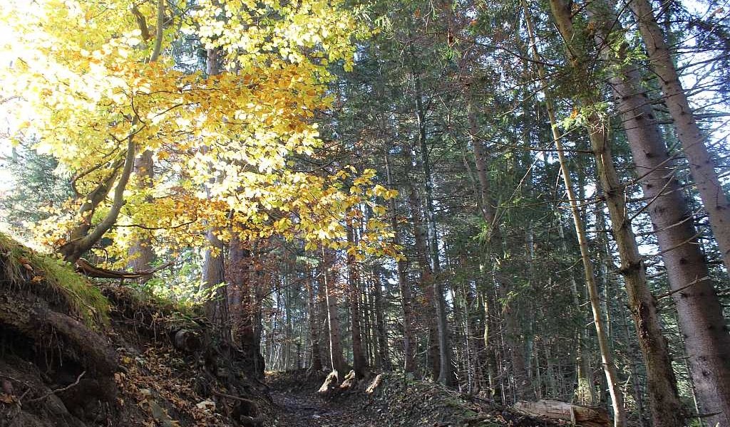 Weg bei Bavaria Hütte, © Tölzer Land Tourismus