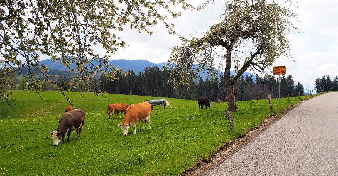 Kuhweide in Auf der H&ouml;h, &copy; Fakult&auml;t f&uuml;r Tourismus - Hochschule M&uuml;nchen - Digitales Marketing & Management