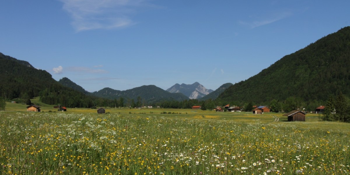 B&uuml;hende Wiesen in der Jachenau mit Blick auf den Herzogstand, &copy; Ortererhof Jachenau