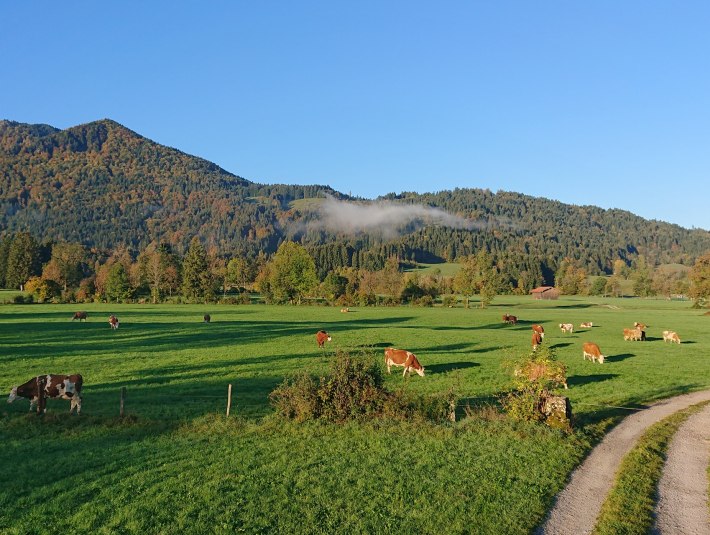 Weidewirtschaft in Lenggries, © Jakob Wasensteiner