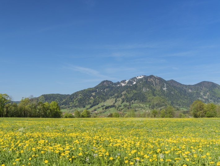 Brauneck mit Blumenwiese im Vordergrund., &copy; Christian B&auml;ck