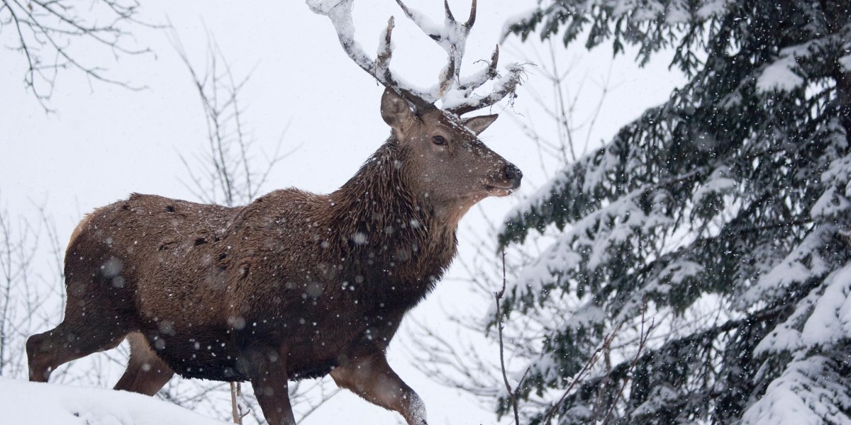 Wildfütterung Vorderriß, © TI Lenggries, Foto: Reiseralm