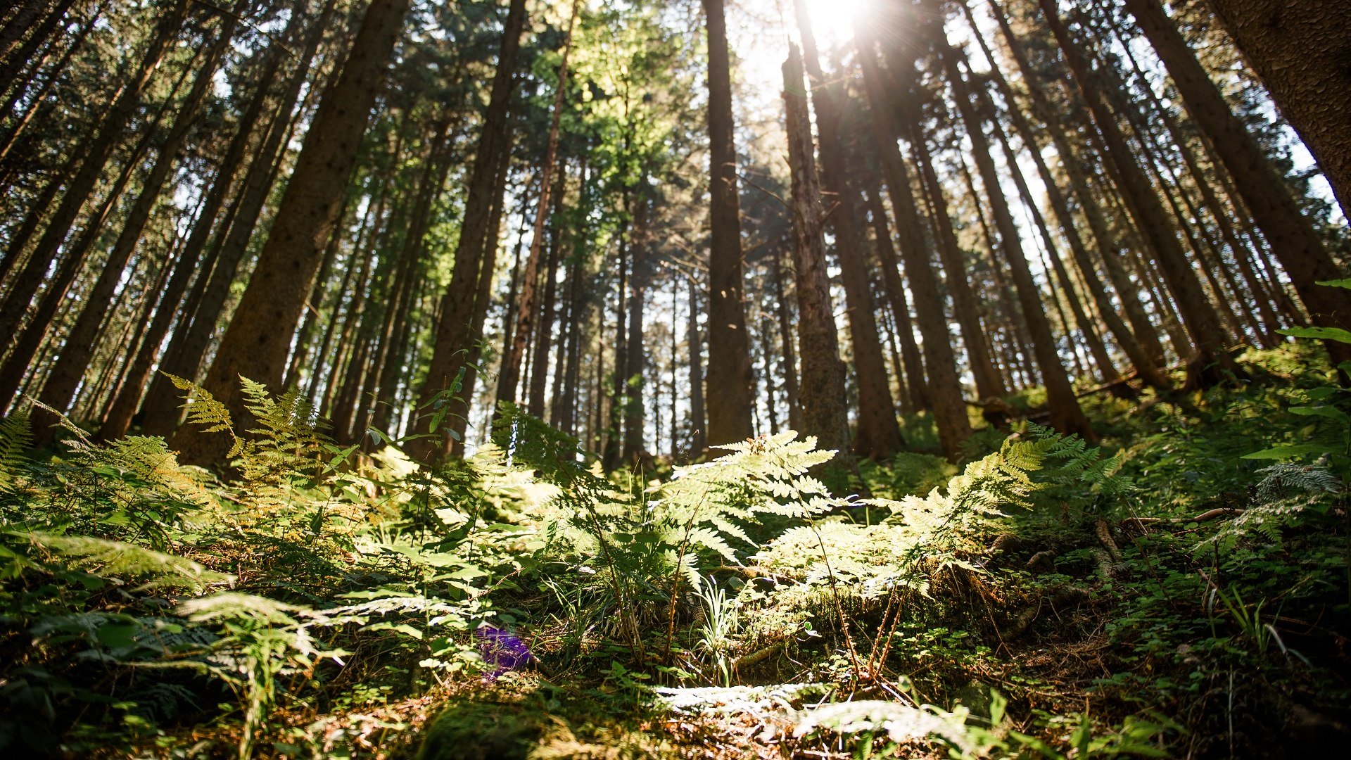 Durchatmen: Wald am Blomberg, &copy; T&ouml;lzer Land Tourismus / Foto Leonie Lorenz