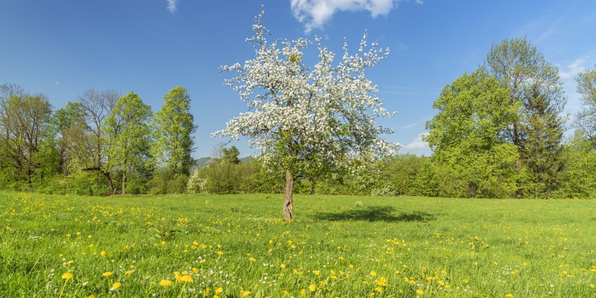 Blühender Baum in Lenggries, © Tourismus Lenggries