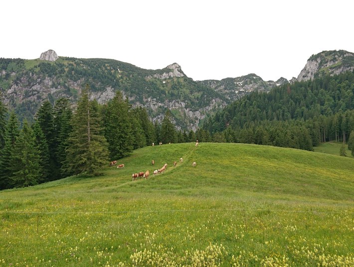 Almwirtschaft im Tölzer Land, © Jakob Wasensteiner