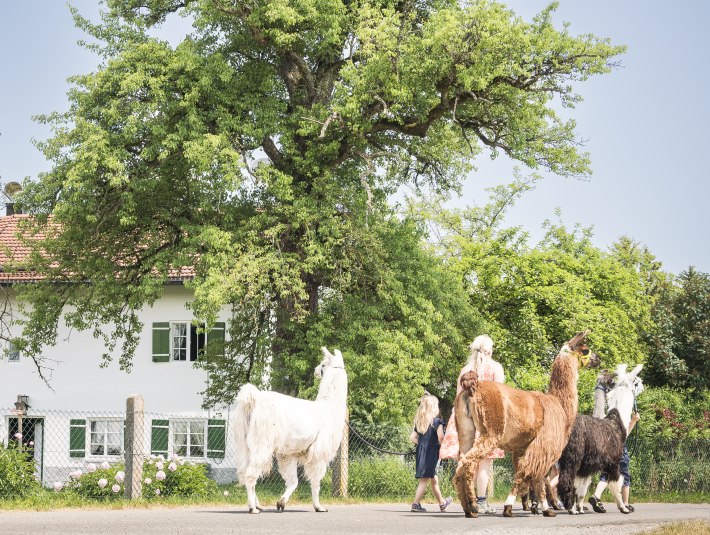 Lama Wanderungen , &copy; T&ouml;lzer Land Tourismus, Dietmar Denger