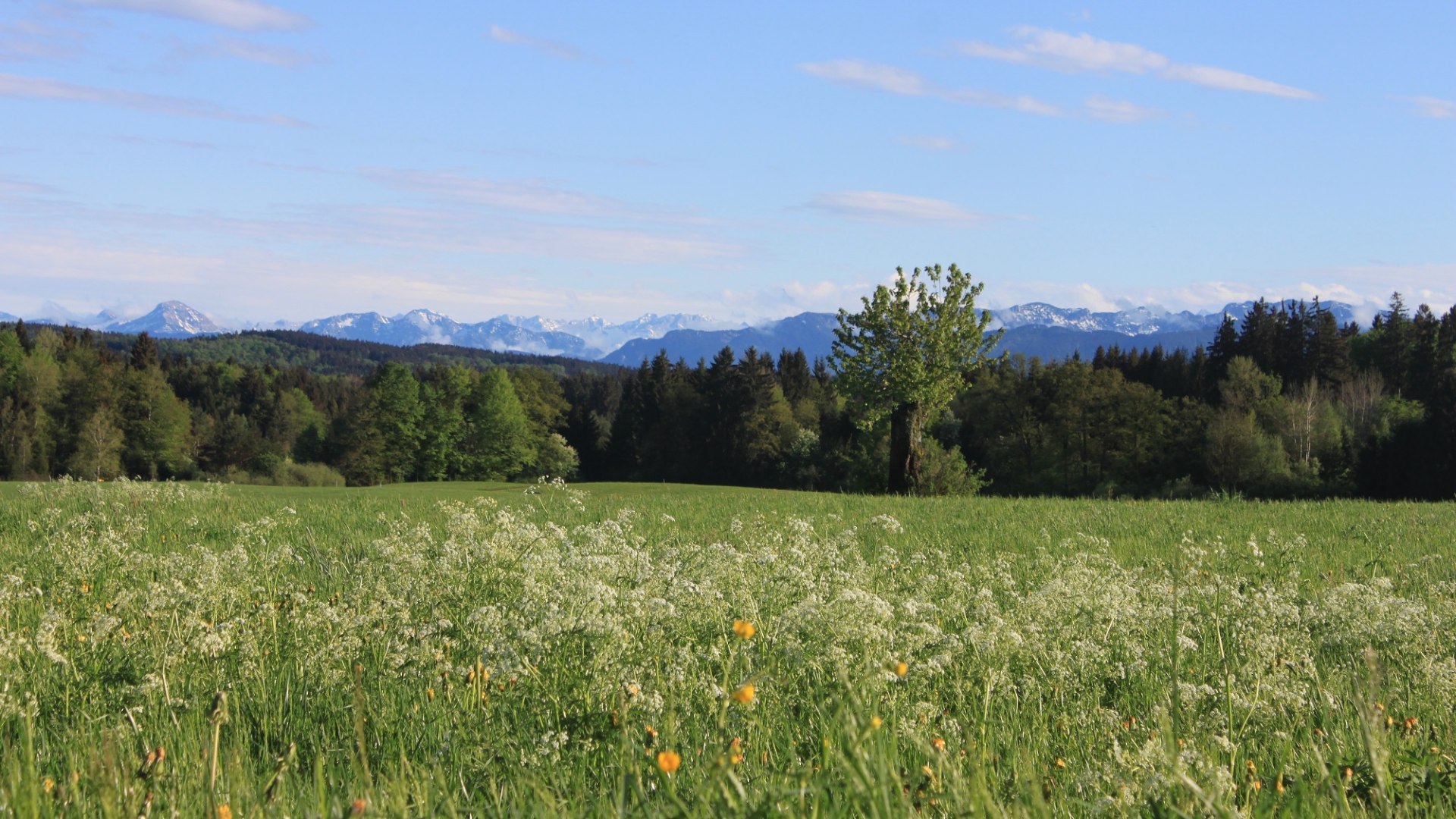 Frühsommer-Wiese, © J. Kirschenhofer