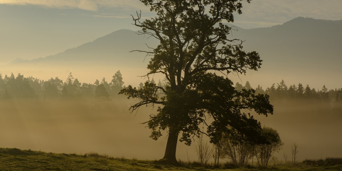 Stimmungsvoller Ausblick entlang des Klosterwegs auf eine gro&szlig;e Eiche, &copy; T&ouml;lzer Land Tourismus, Foto: Lisa Bahnm&uuml;ller