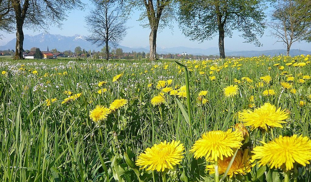 zwischen Benediktbeuern und Bichl, &copy; G&auml;steinformation Benediktbeuern