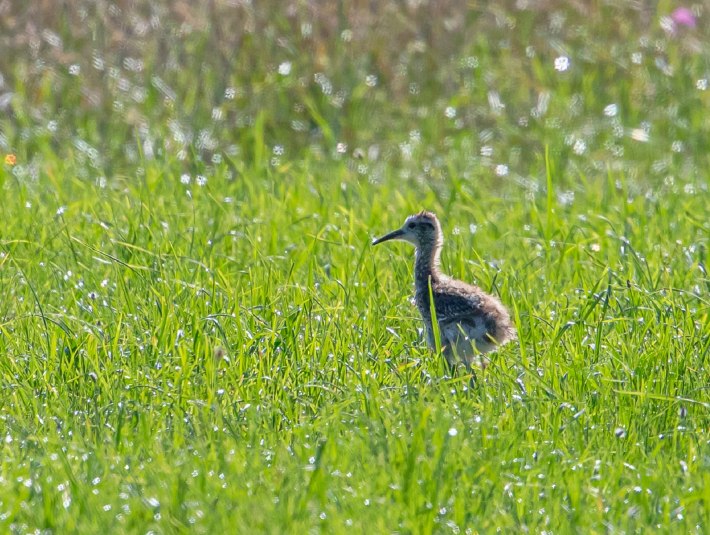Der Brachvogel kommt leider nur noch sehr selten vor. Umso wichtiger ist der Schutz der Wiesenbrüter - bitte achten Sie daher die Regeln in den ausgewiesenen Natur- bzw. Landschaftsschutzgebieten im Tölzer Land!, © Bettina Kelm