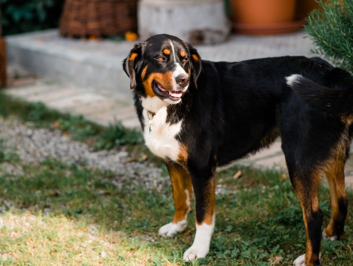 Hund, © Tölzer Land Tourismus, Foto: Leonie Lorenz