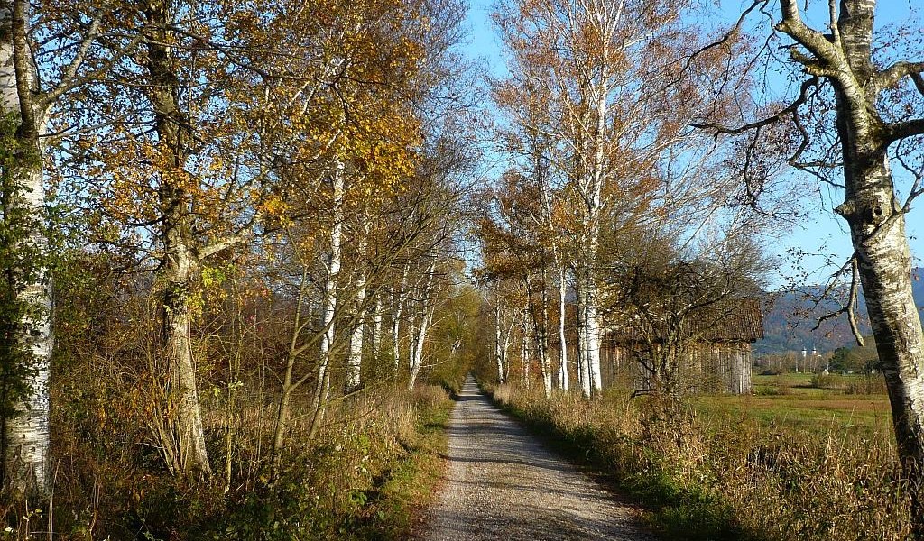 Moosweg im Herbst, © Tölzer Land Tourismus